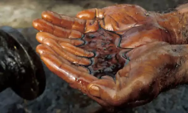 Crude oil discovered in Borno